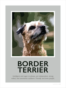 Border Terrier Fine Art Print