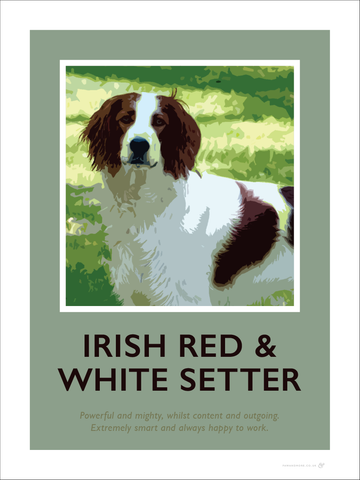 Irish Red & White Setter Fine Art Print