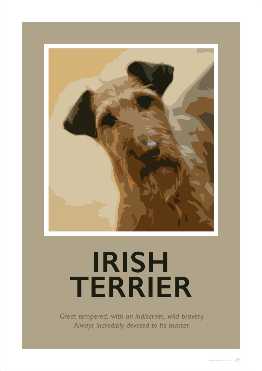 Irish Terrier Fine Art Print