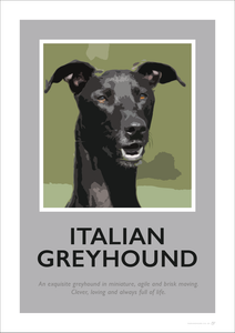 Italian Greyhound Fine Art Print