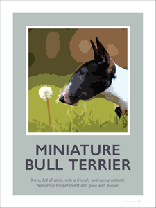 Miniature Bull Terrier Fine Art Print