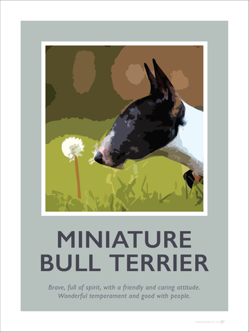 Miniature Bull Terrier Fine Art Print