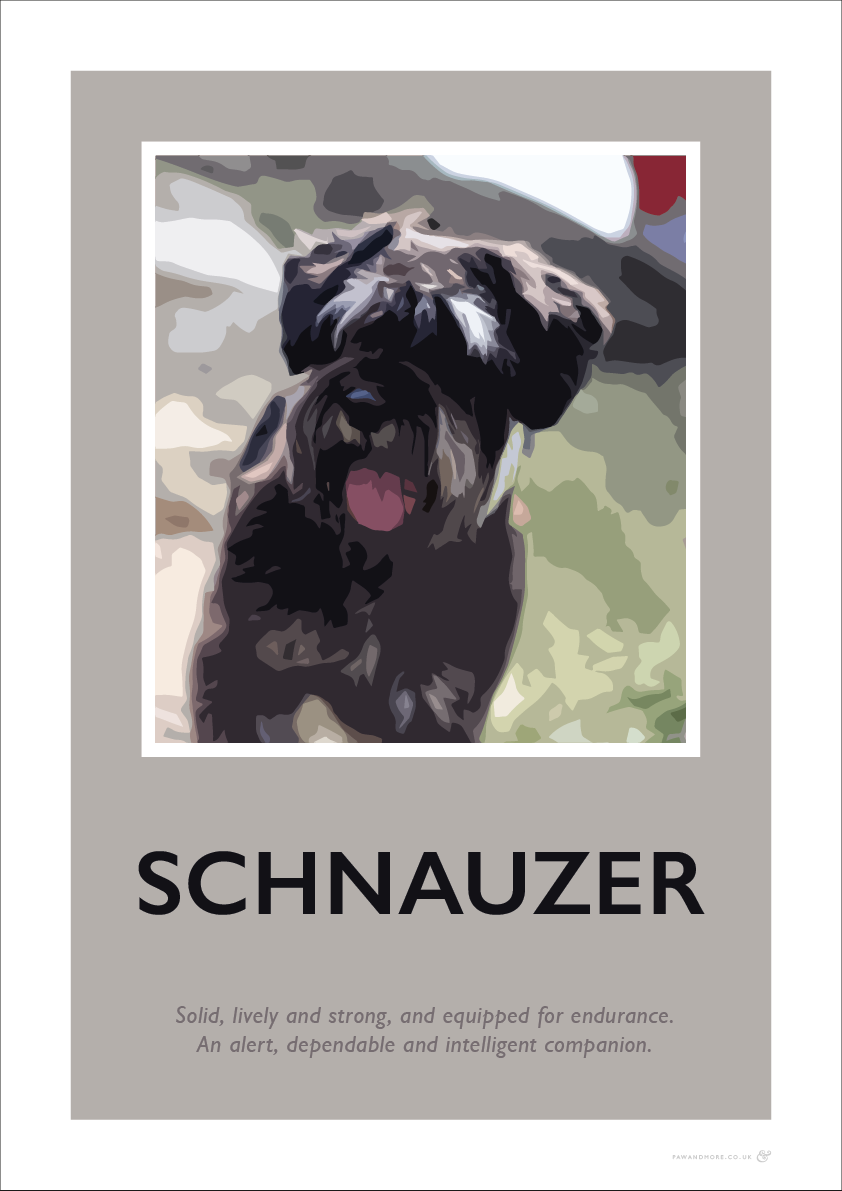 Schnauzer Fine Art Print