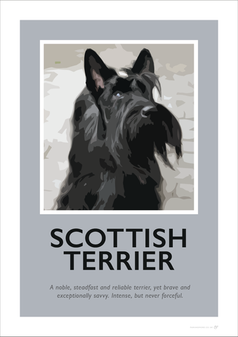 Scottish Terrier Fine Art Print