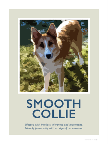 Smooth Collie Fine Art Print