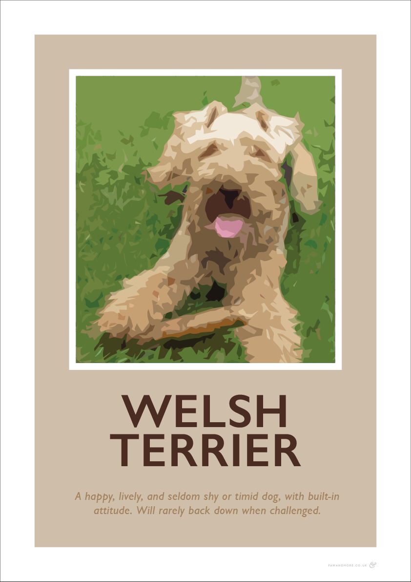 Welsh Terrier Fine Art Print