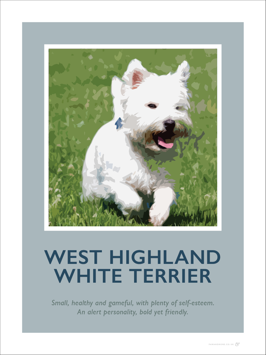 West Highland White Terrier Fine Art Print