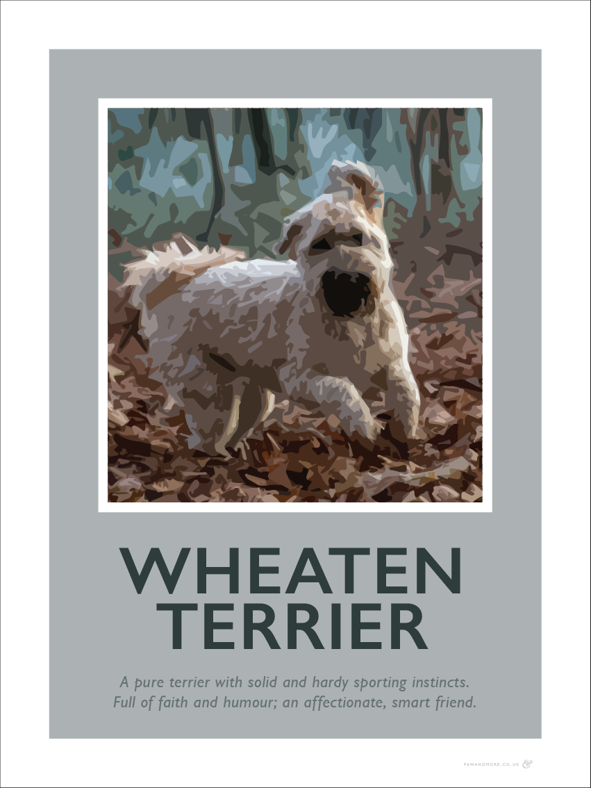 Wheaten Terrier Fine Art Print