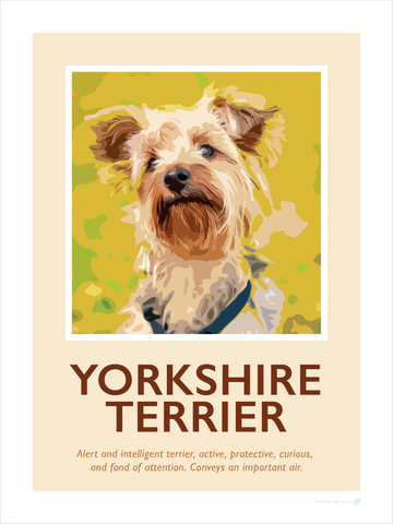 Yorkshire Terrier Fine Art Print