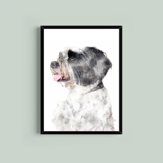 Lhasa Apso Framed Print